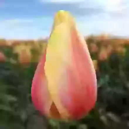 Blushing Beauty